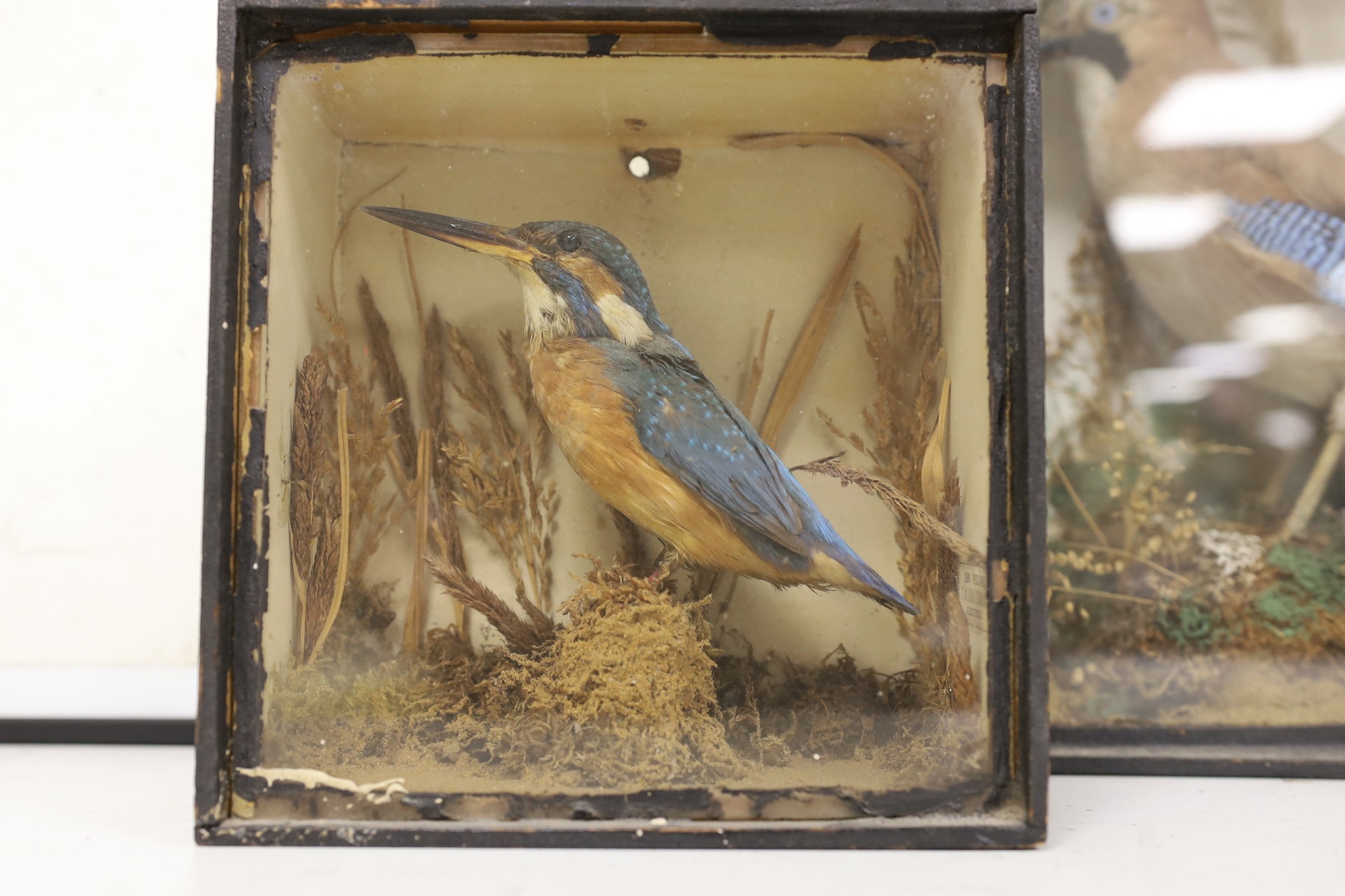 Four Edwardian taxidermy cases containing: a Nightjar, Jay, Kingfisher and Bullfinch (4), largest 39cms wide x 32cms high